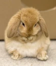 cute bunny