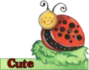 Ladybug 