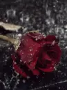 Rose in the rain