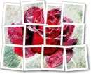 Red Rose 