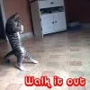 Walk It Out Kitty