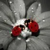Lady Bugs