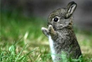 cute bunny