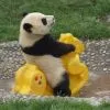 Panda Bear Ride