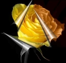 Rose - colage