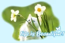 life is beautiful