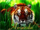 AMANDA TIGER