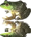 reflecting frog