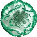 Irish Carnation