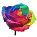 Rainbow Rose