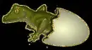 hatching gator egg
