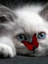 Cat and butterfly