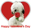 valentine sheepdog
