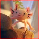 Axolotl