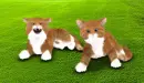 Twin Kittens