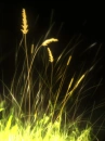 Luminace