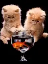 kittens and fish