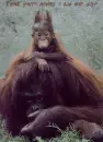 Bad hair day