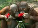 Sweet