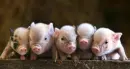 Make room for me!