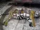 Mother love
