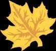 Maple leaf