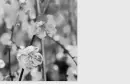 grey flowers