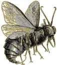 Big