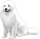 white dog