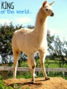 king of the world!!