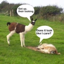 llama