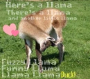 llama