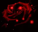 Black and Red