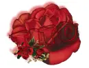 red rose -- King Tito 