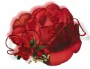 red rose -- Sofia 