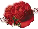 red rose --- SnowWhite