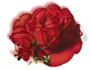 red rose -- Rita
