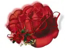 red rose - Judy 