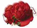 red rose -- Erika