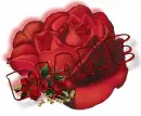 red rose --Diane
