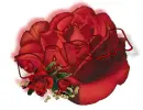 red rose -- Darla