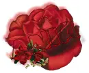 Red rose -- Ania 