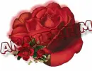 red rose--Anaterium