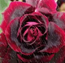 in the rain...