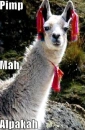 Pimp Mah Alpaca. :3
