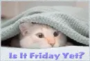 Is it friday yet