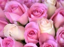 pink roses