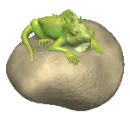 iguana sitting on a rock