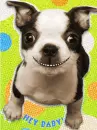 hey baby, puppy
