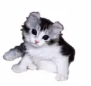 kitten